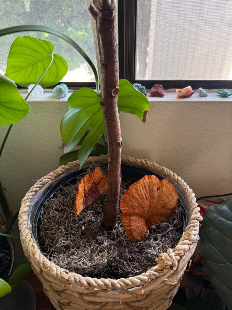 Progress!! Look at her grow!