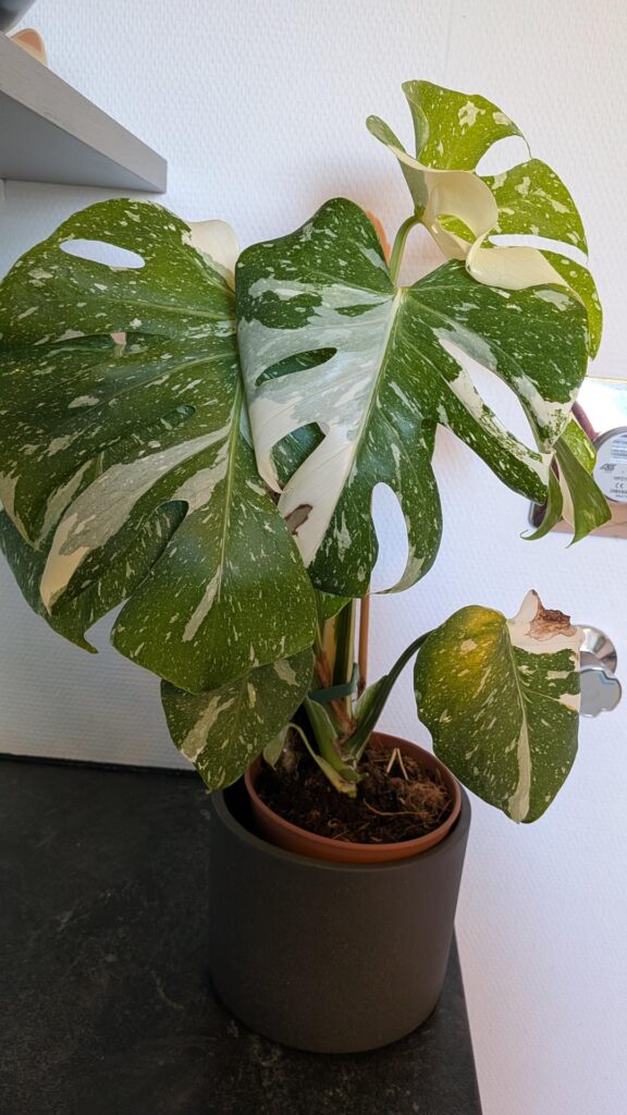 Thai Monstera getting huge leaves but not growing in height Thai Monstera getting huge leaves but not growing in height