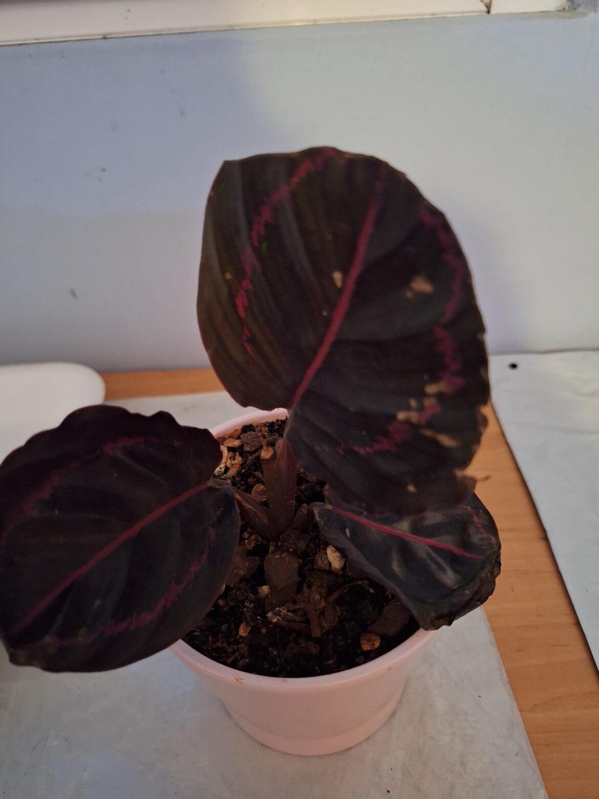 Mi calathea no se recupera ni saca hojas
