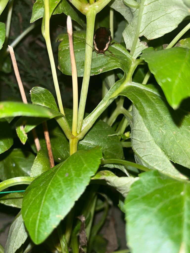 Is this a foe? Is this a foe?