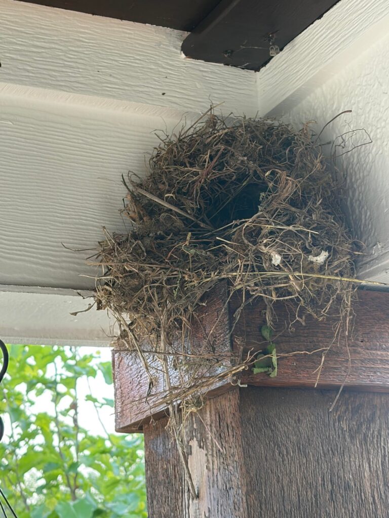 A family of birds decided to post up on my front porch. What should I do? A family of birds decided to post up on my front porch. What should I do?