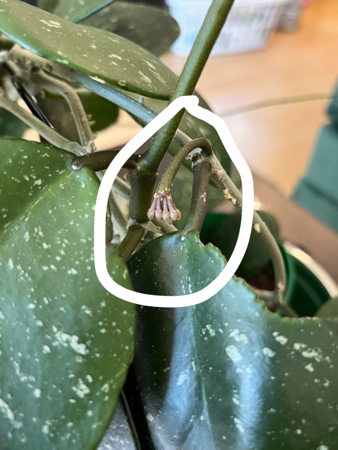 Is this the start of flowers?