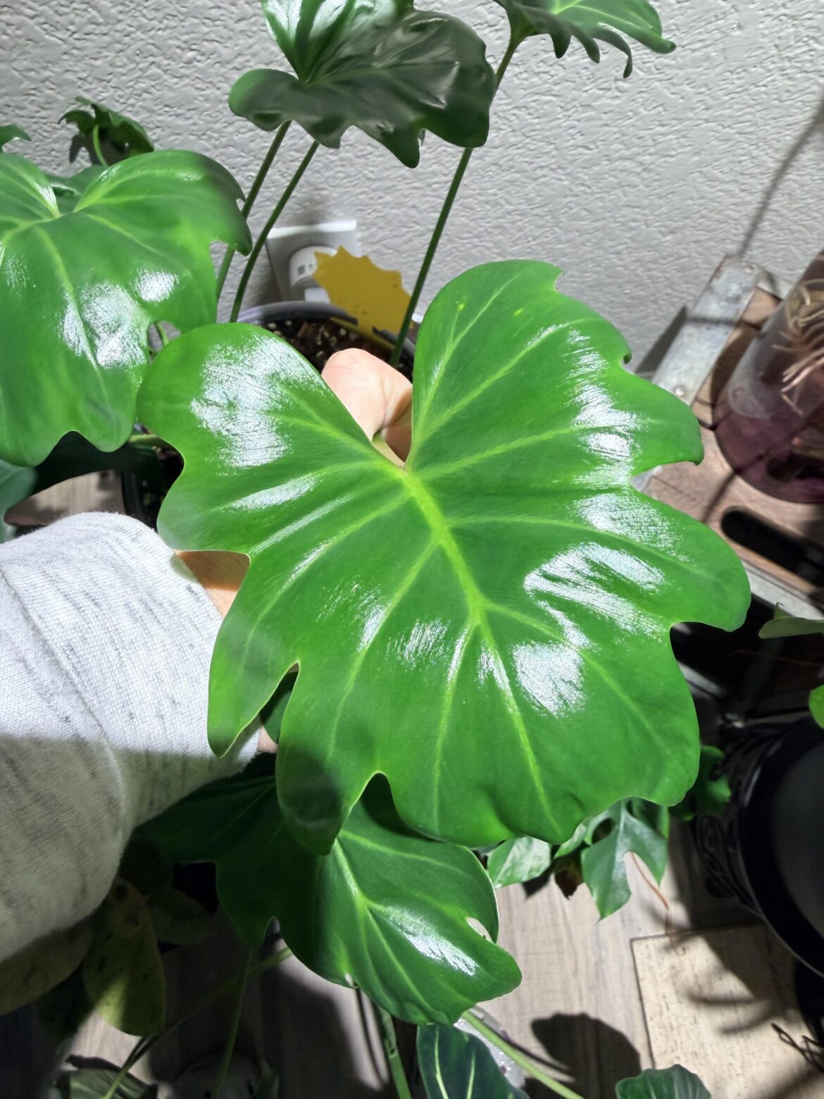 Identify