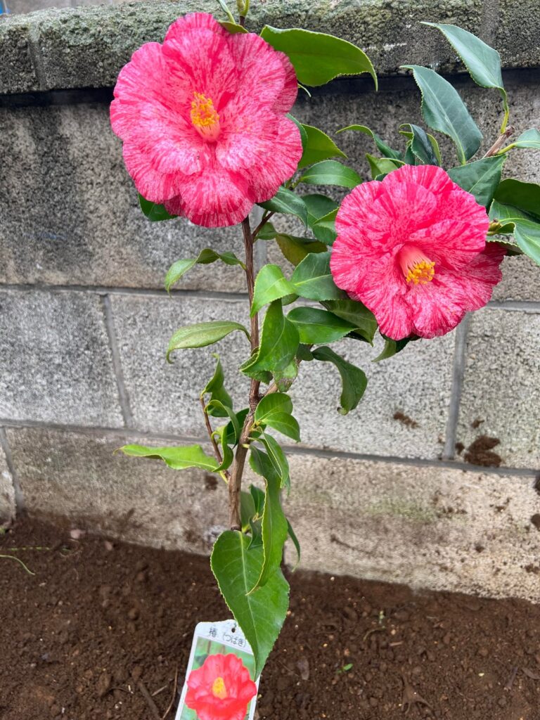 This variegated camellia I found! 😍