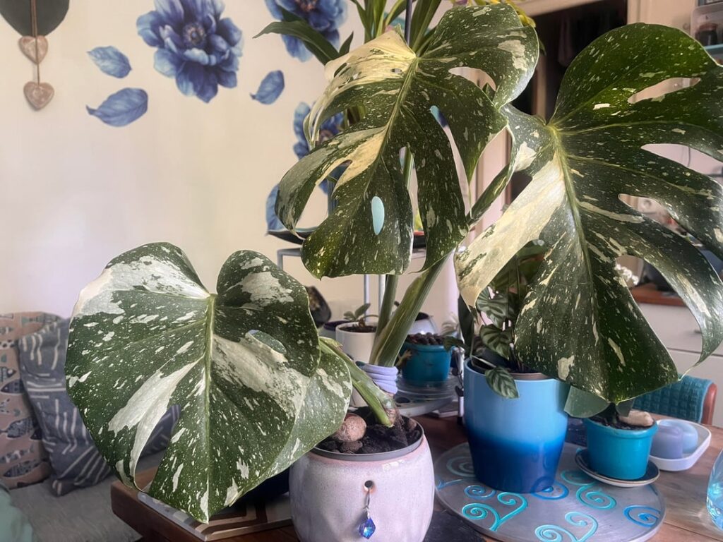 When the leaves grow, how long does it take and how many can you get in a Summer?