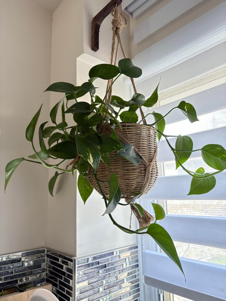 Tips on how to help pothos grow along wall without putting anything in wall? Tips on how to help pothos grow along wall without putting anything in wall?