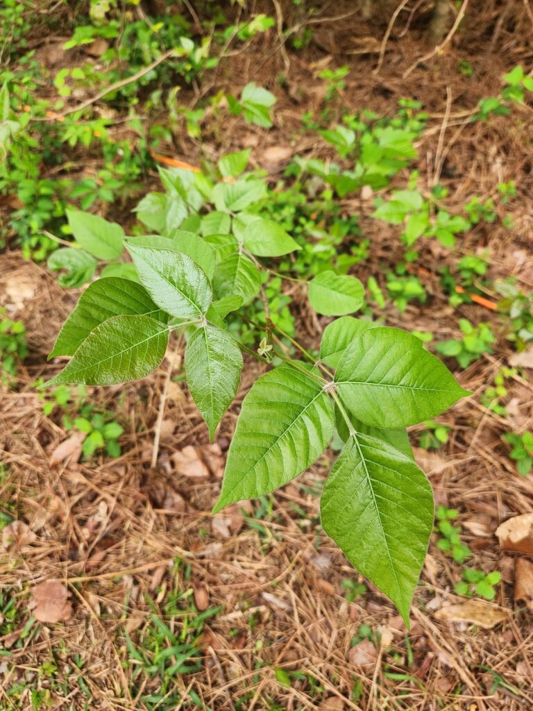 Is this poisonous?