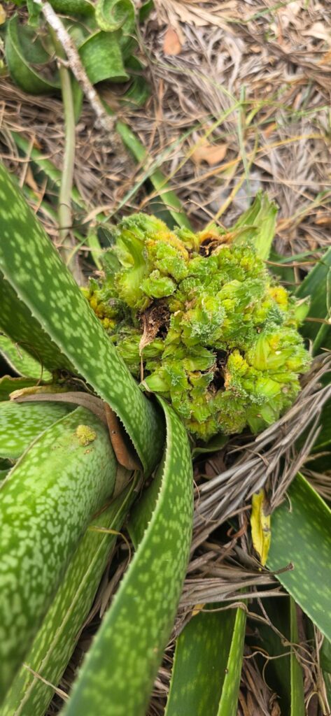 Help with a disease on my mums aloe