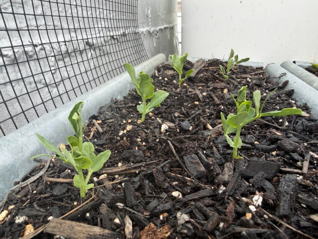 Found a cute little pea sprout buried underground :)
