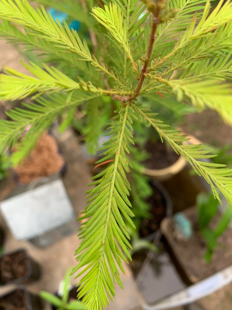 Fungus or pests?