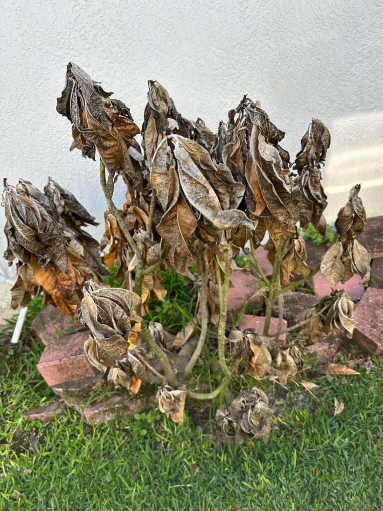 Replace these plants?
