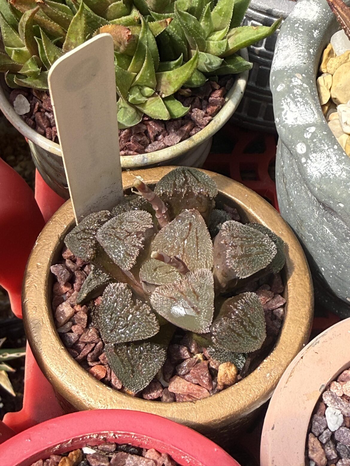 H. Picta