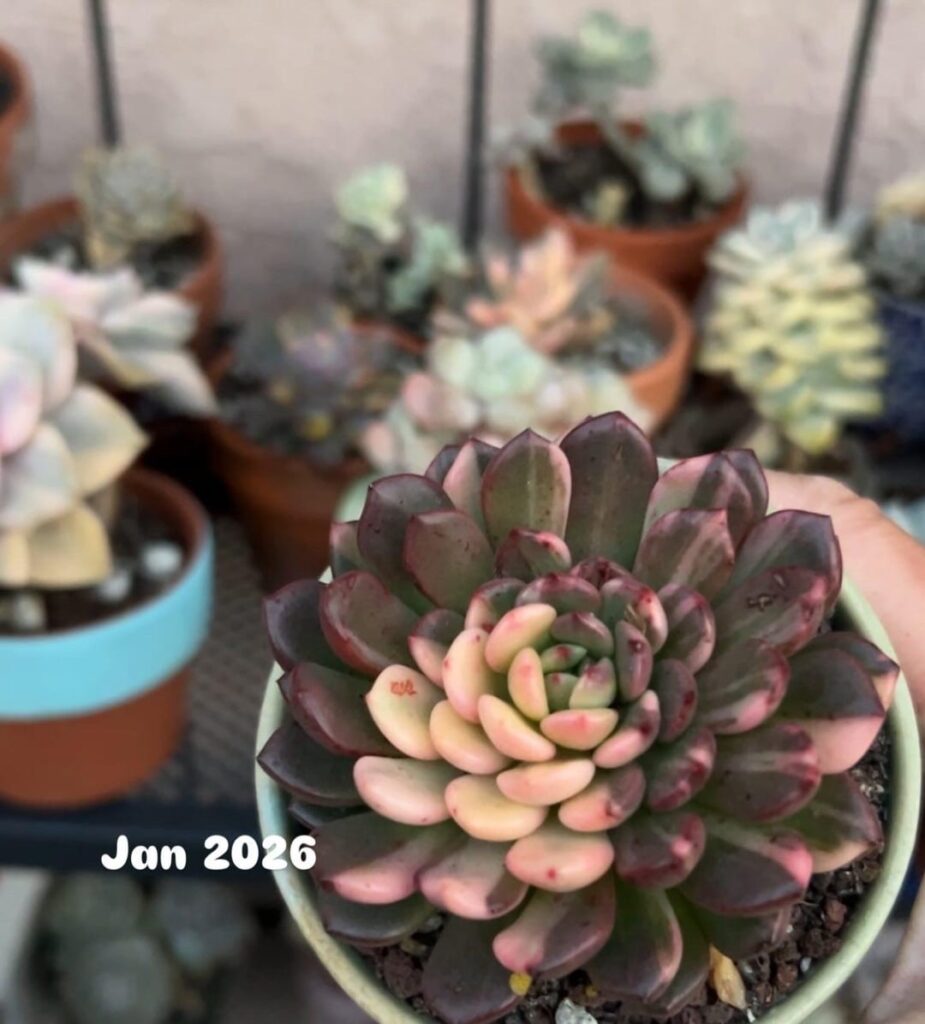 Sedeveria pink ruby