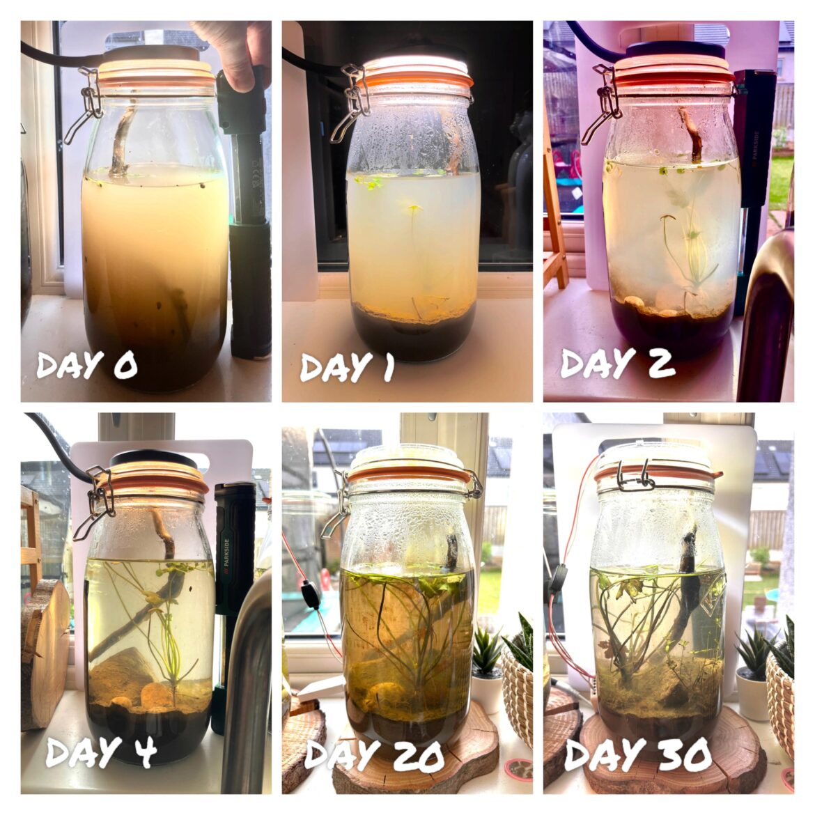 1 month into my self-sustaining river ecosystem in a jar
