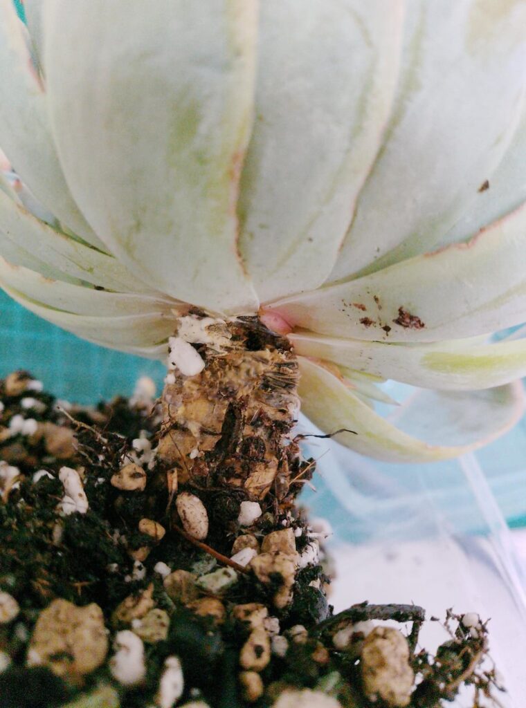 And, in order to have the full echeveria experience: -rot. And, in order to have the full echeveria experience: -rot.