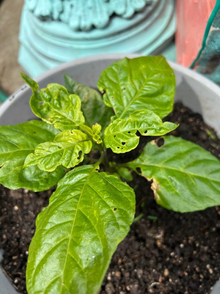 Pepper help