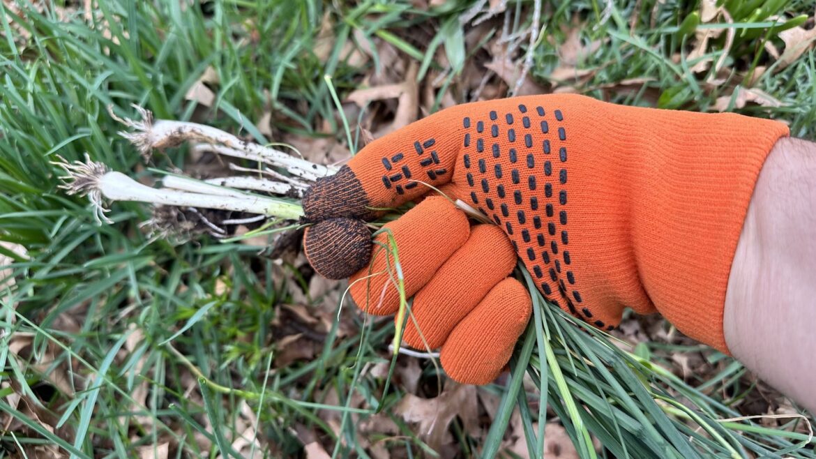 I’ve been using these waterproof gloves for a month in my garden — here’s how they’ve held up I've been using these waterproof gloves for a month in my garden — here's how they've held up