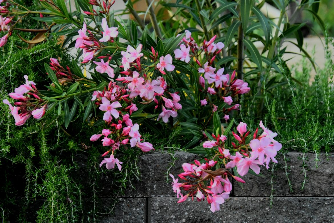 Beautiful flowers outside apartment
