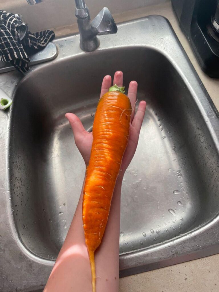Above average carrot harvested today