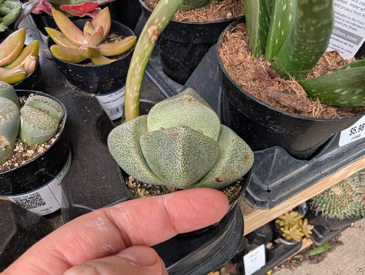 My local Lowes has these comically large split rocks