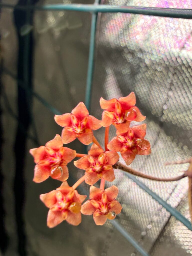 Blooming season