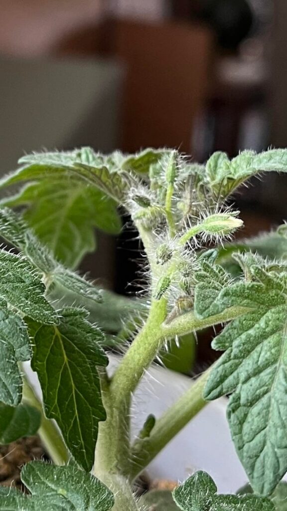 Six week old cherry tomatoes forming buds Six week old cherry tomatoes forming buds
