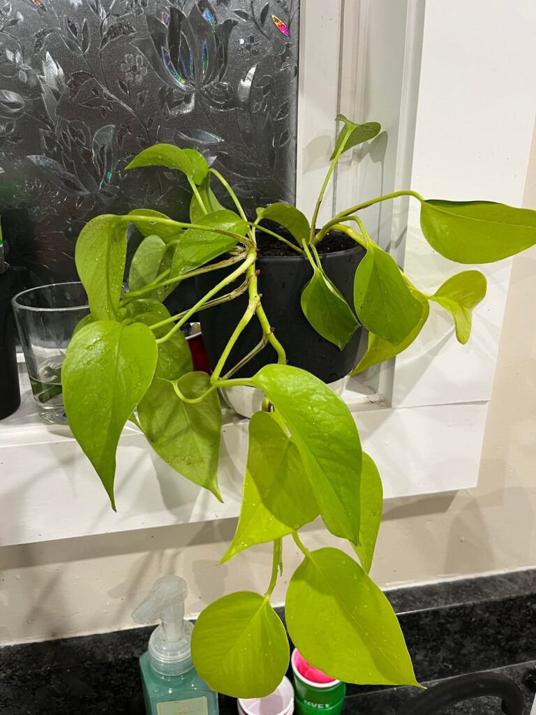 Is this a neon??