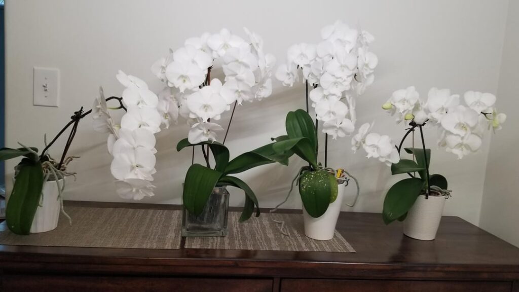 Group pics of my White big lip collection in full bloom🌸 Group pics of my White big lip collection in full bloom🌸
