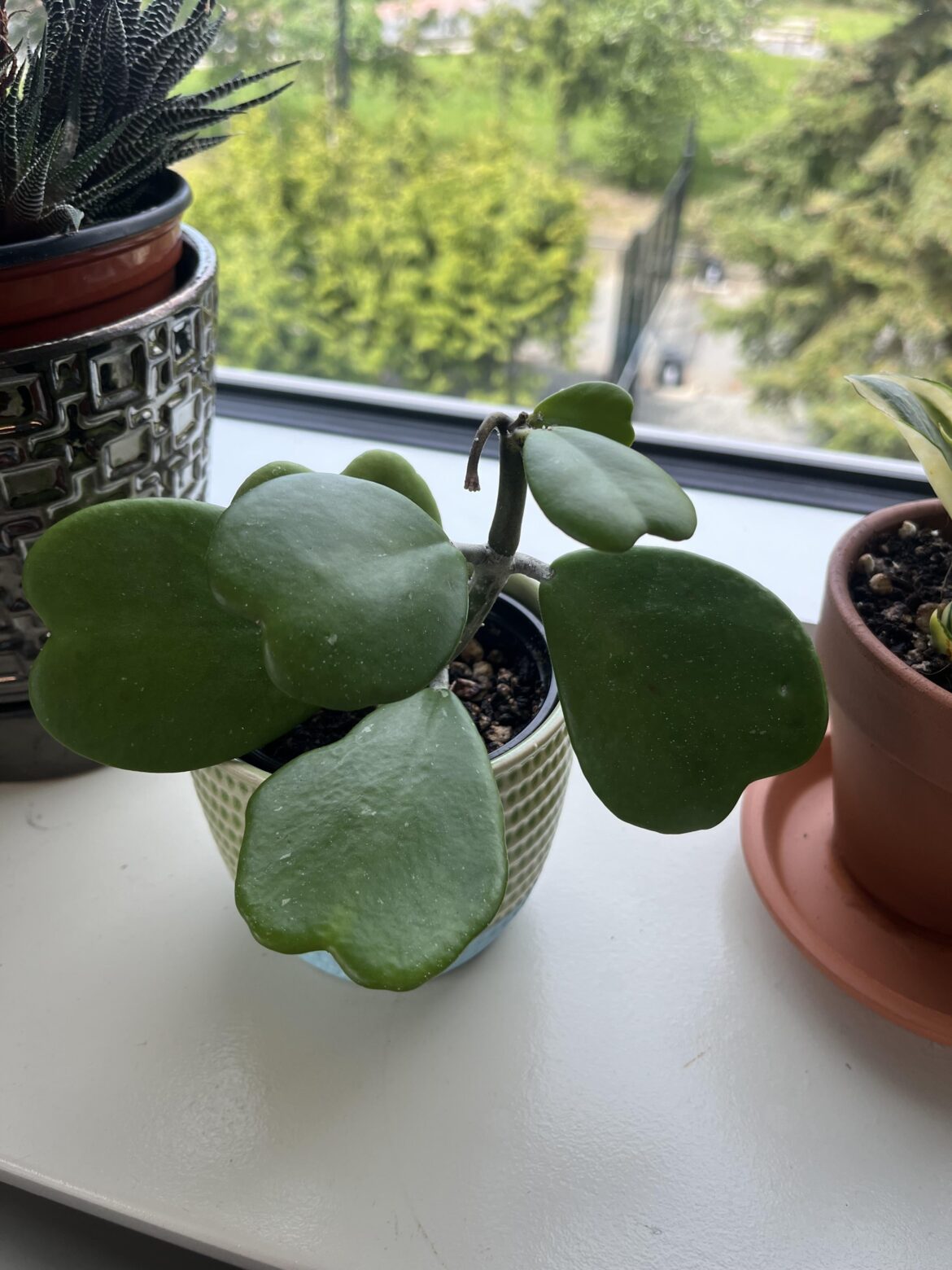 Hoya Heart Progress!