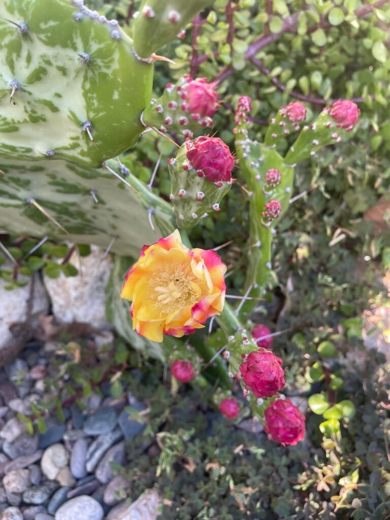 Variegated opuntia — first flower opening