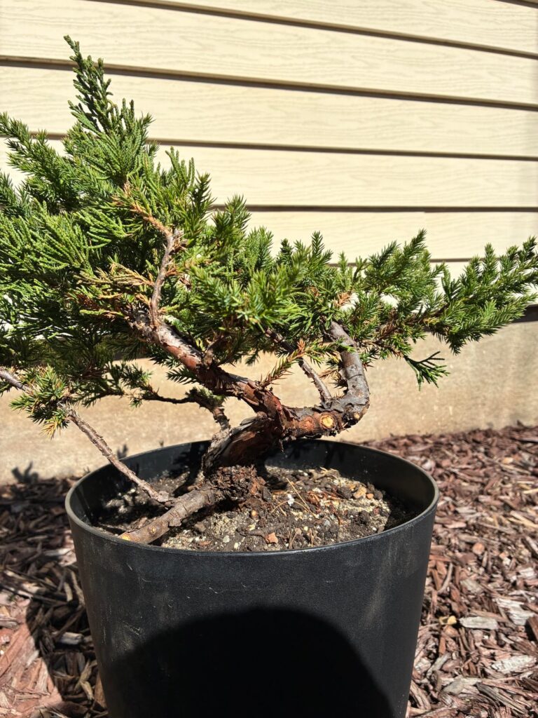 Spring repotting complete!