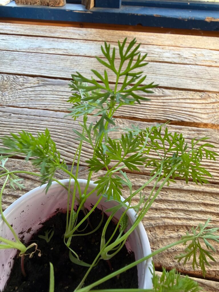 Burpee sent mislabeled seed?