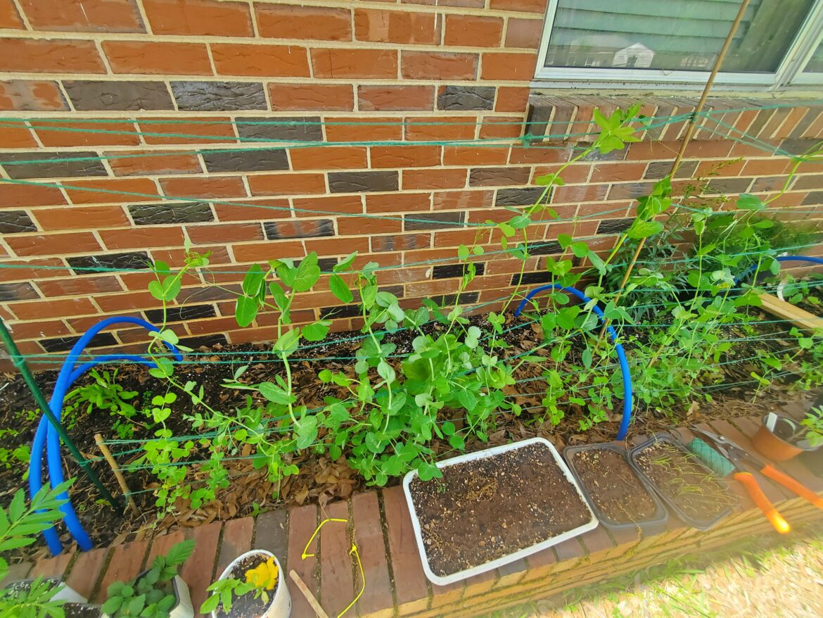 Sugarsnap peas are huge but no pods yet. Sugarsnap peas are huge but no pods yet.