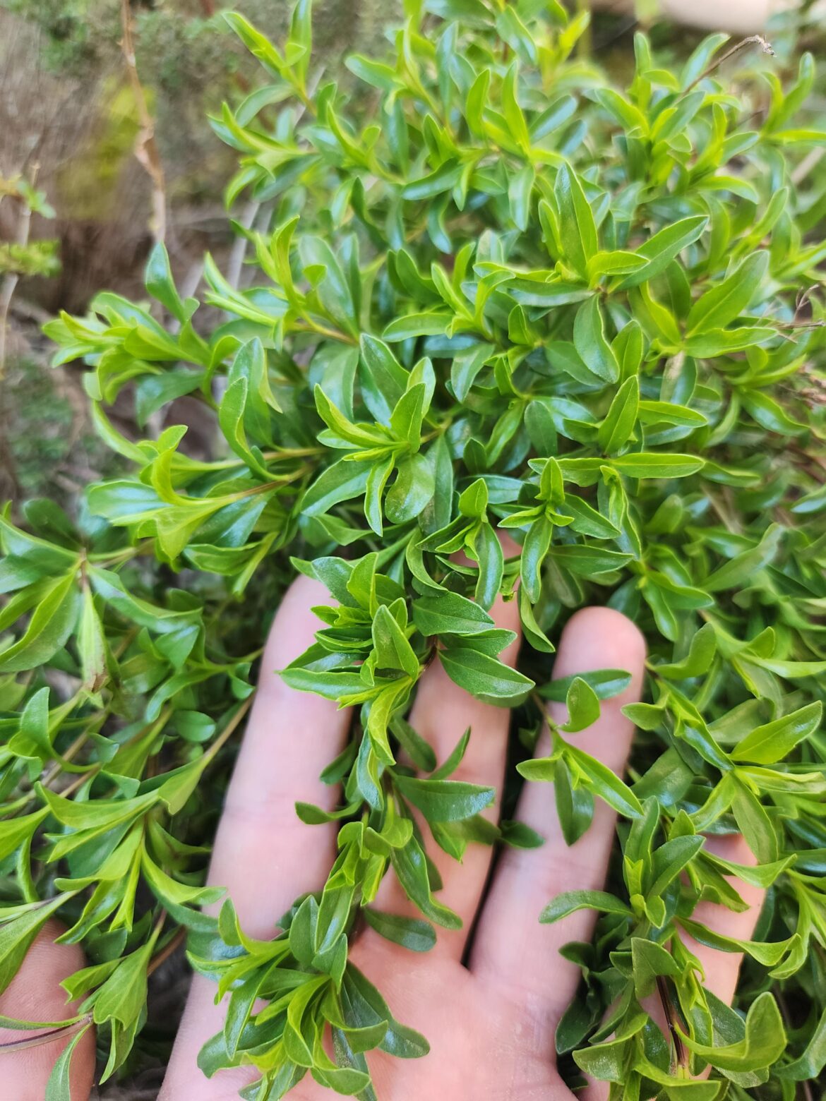 What could this be?
