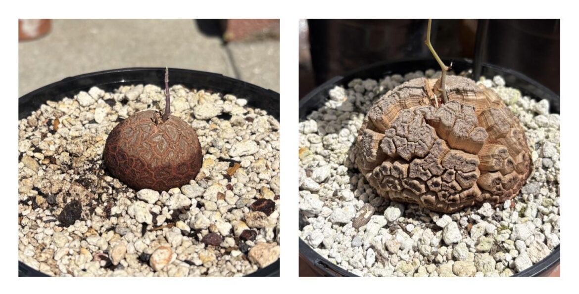 One season of growth for this Dioscorea elephantipes