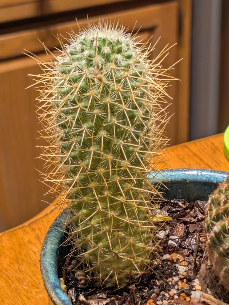 Worst day of my houseplant career
