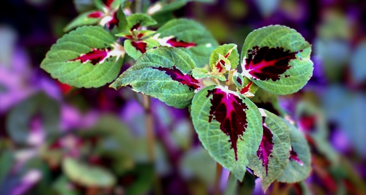 CÓLEO (Plectranthus scutellarioides)[OC]