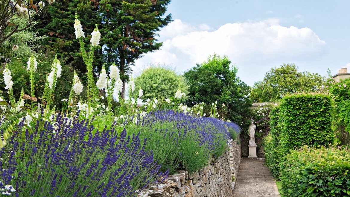 What to Do with Lavender in April for Better Summer Blooms Lavender in bloom with purple flowers in a sunny, English cottage garden