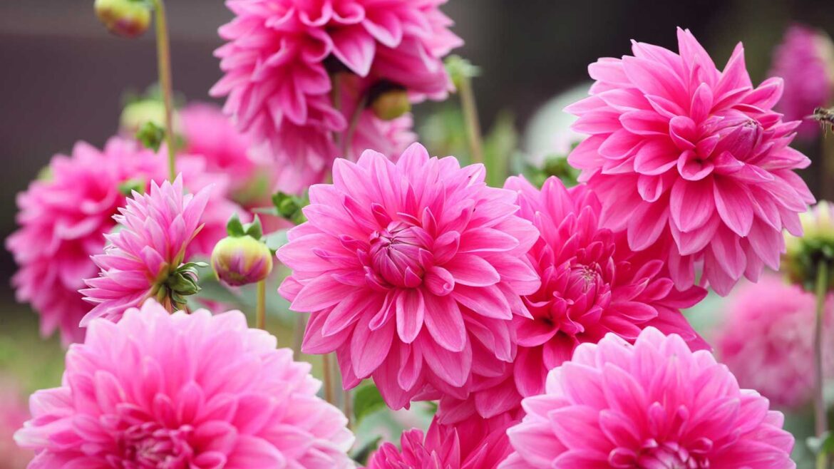 pink dahlias