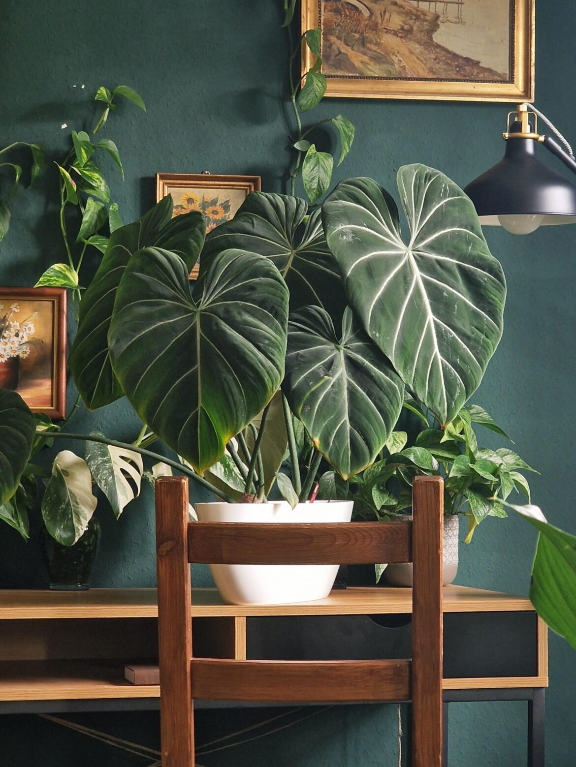 My Philodendron Gloriosum