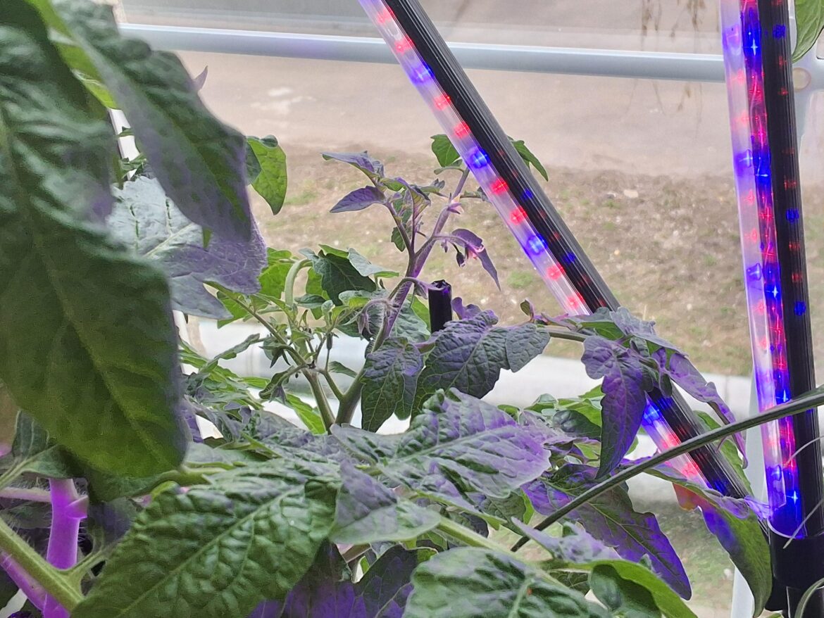 Tomatoes question :>