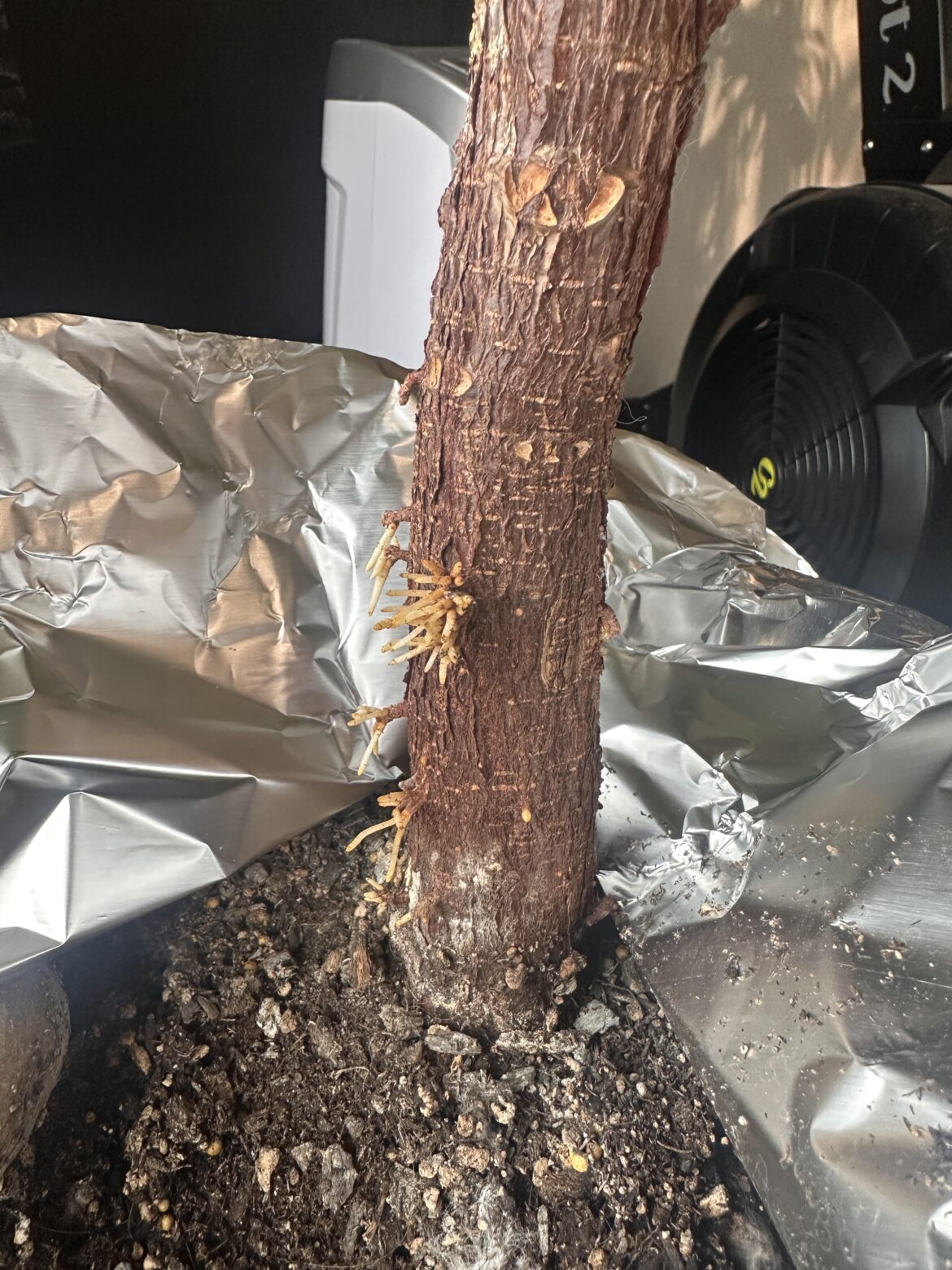 Aerial roots Aerial roots
