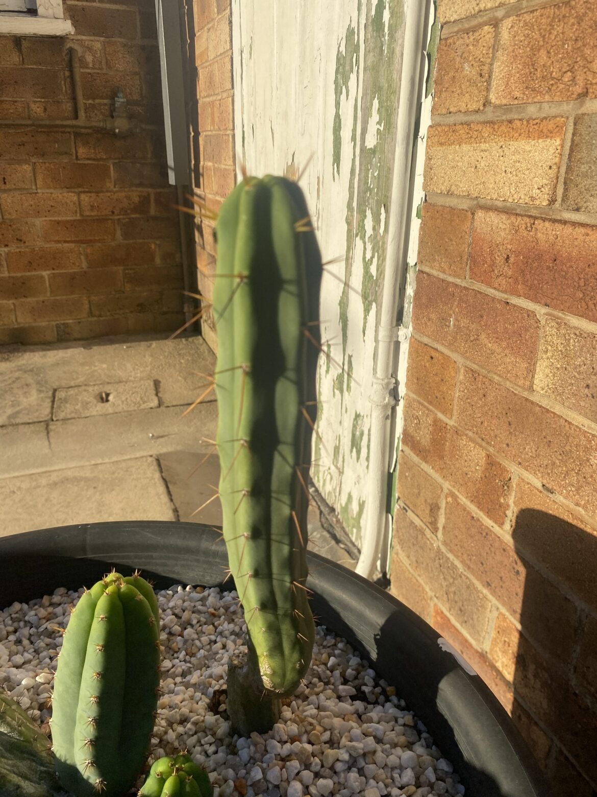 ID please