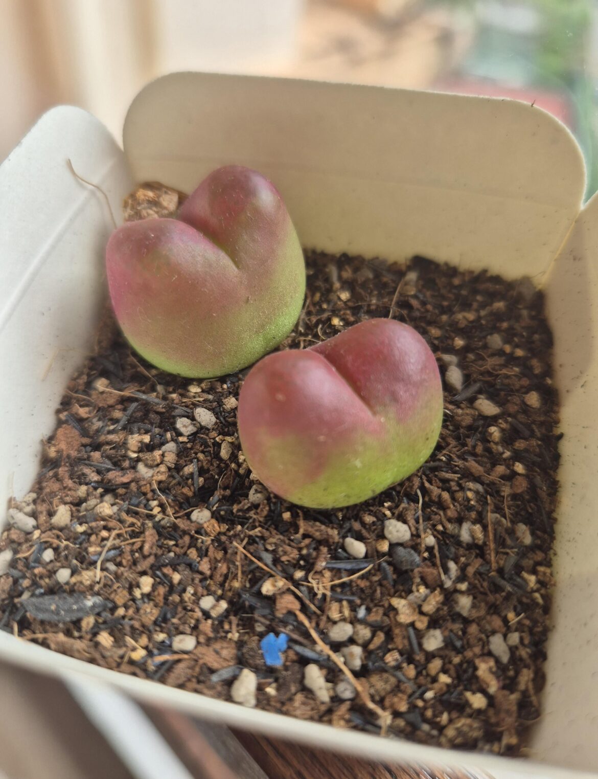 Who has this plant older than 5 years?
