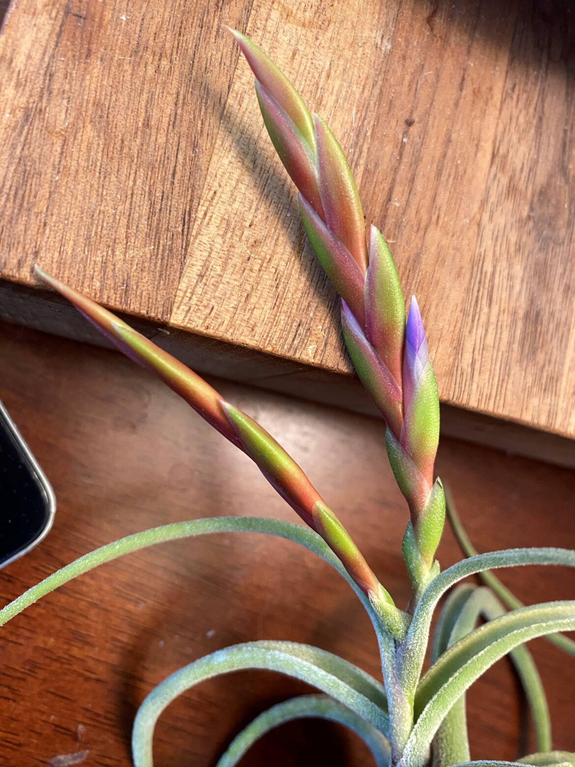 T caput-medusae # four is on the verge of blooming!