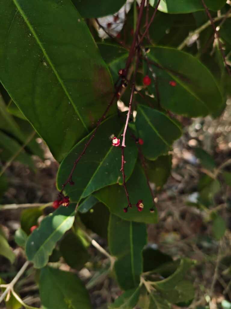 Berry Identification