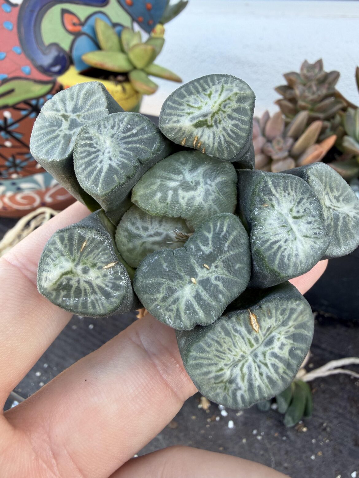 H. maughanii cv. ‘Hisuiyu’