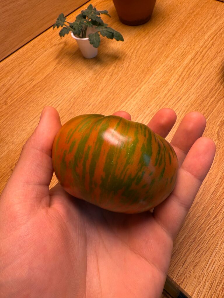 Anyone have a clue what this variety is?