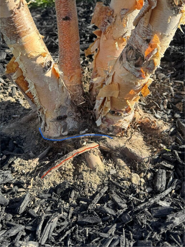 River Birch Girdled Roots?