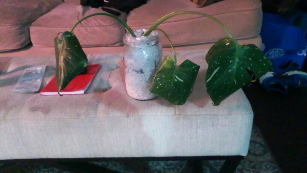 My Thai got root rot and then…. My Thai got root rot and then....